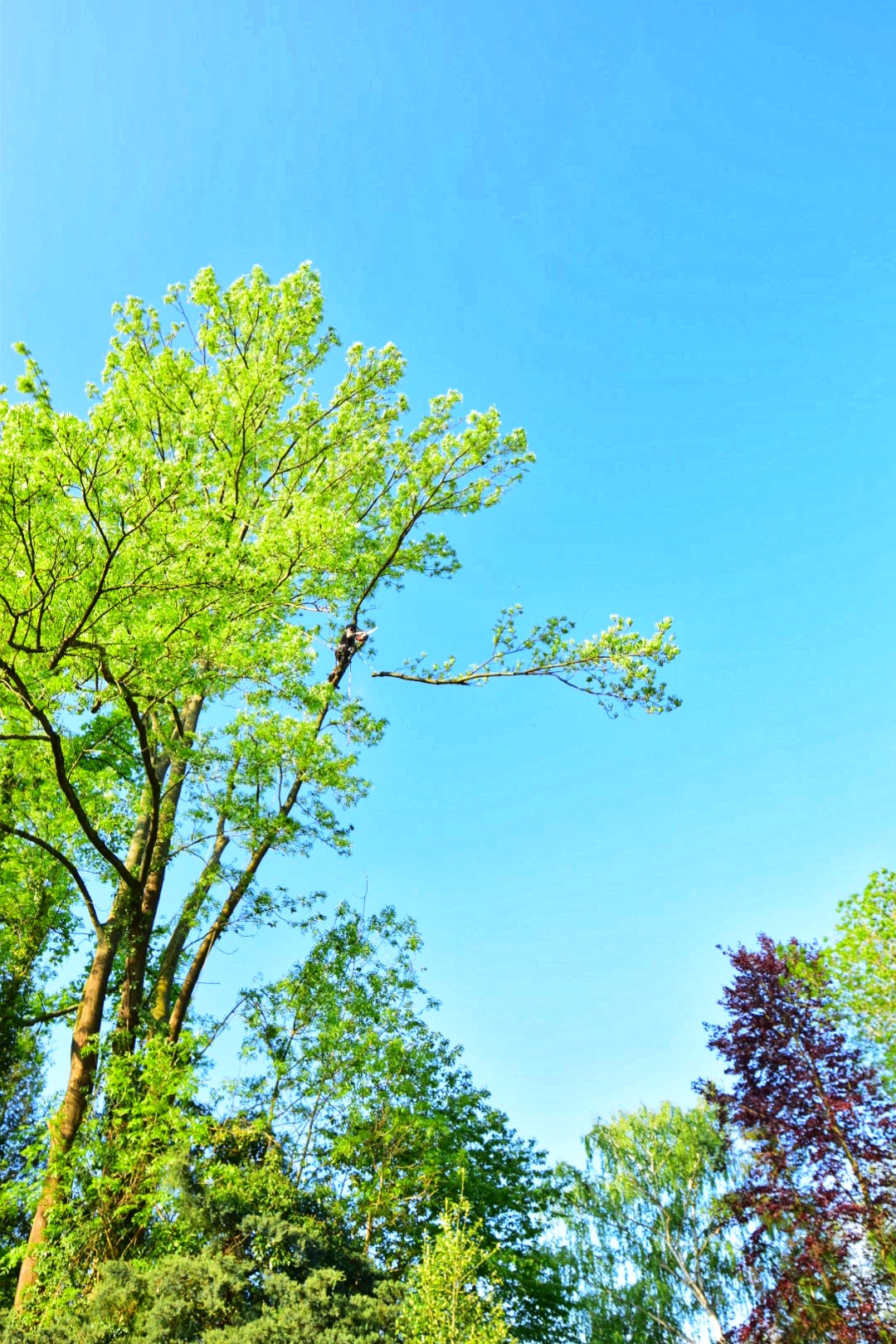 Bäume im Blauen Himmel