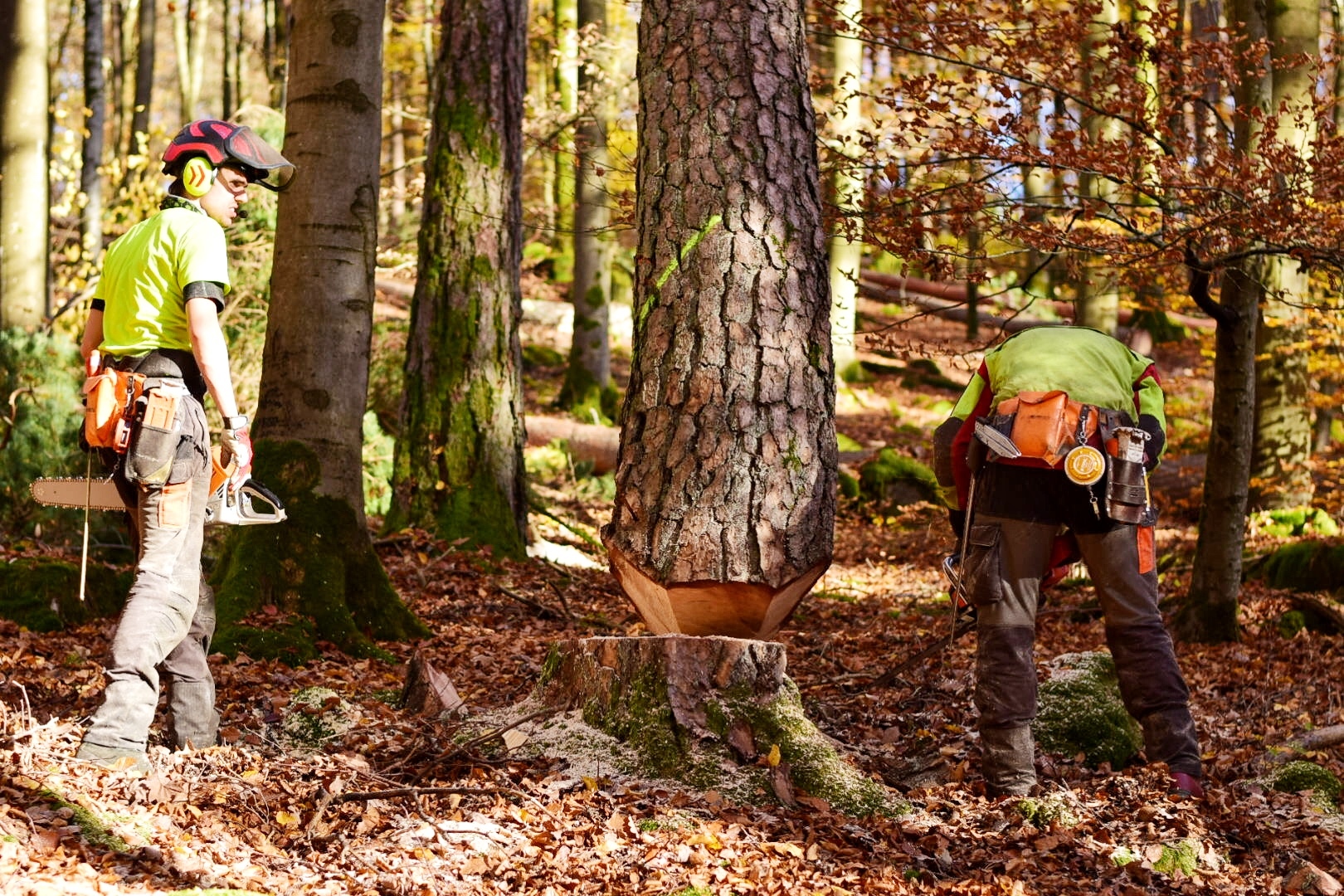 Mann fällt Baum