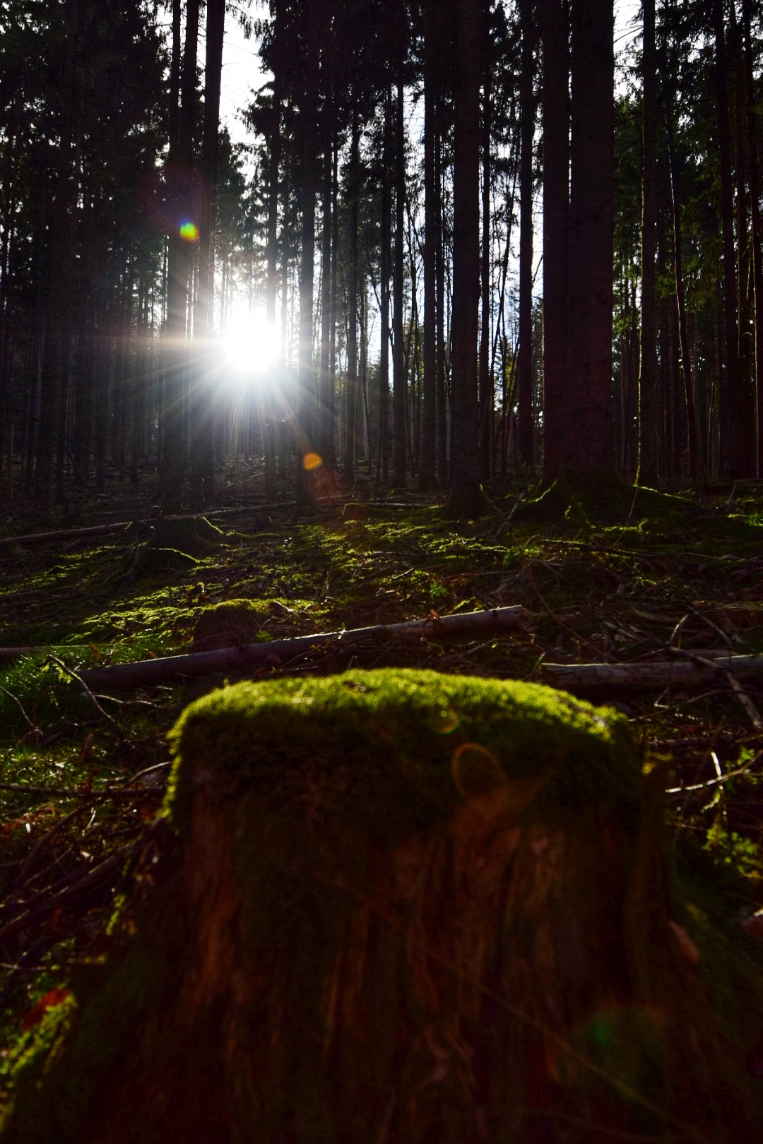 Wald Sonnenaufgang