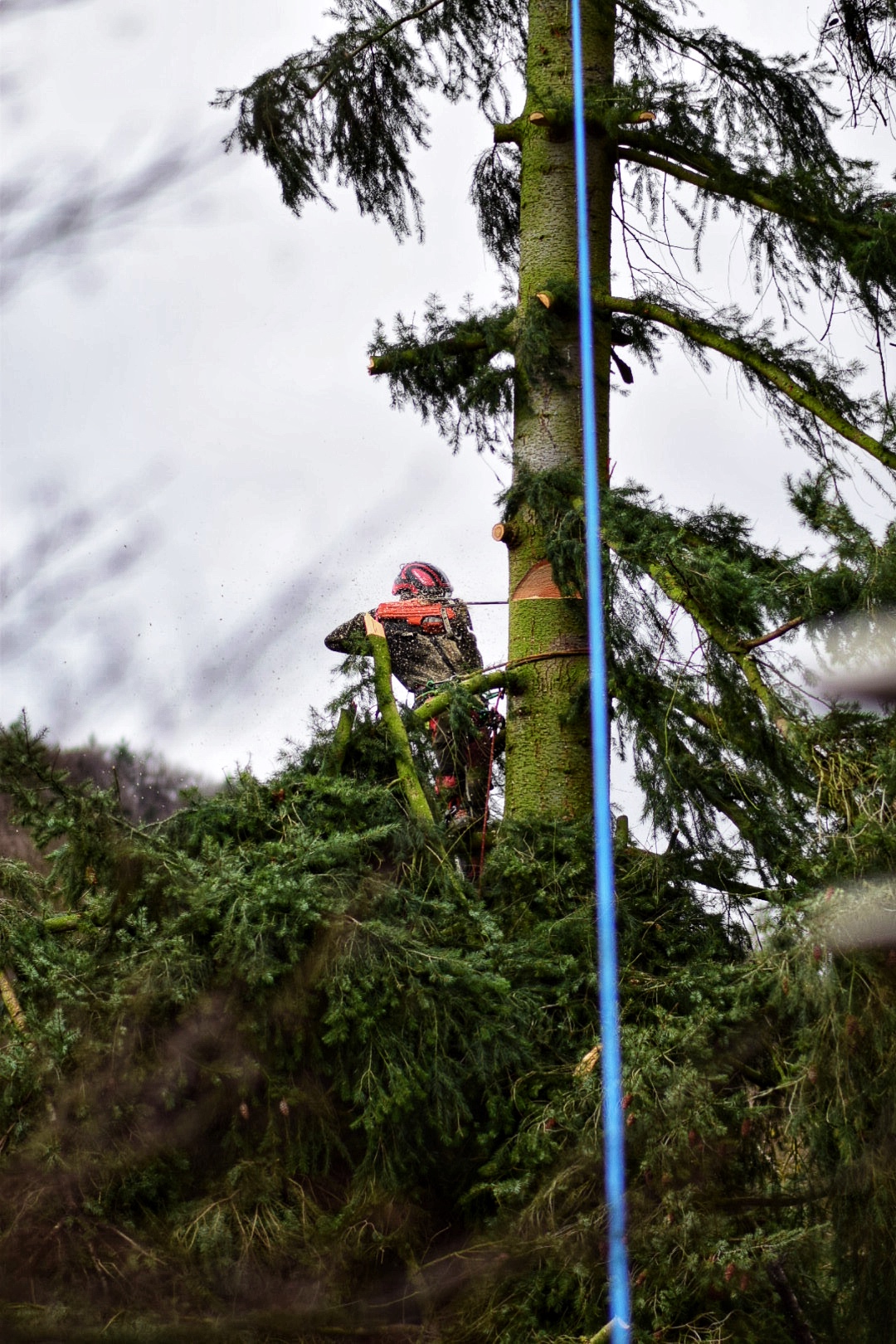 Mann sägt Baum